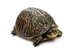 Photograph of a turtle by Jonathan Zander  (https://en.wikipedia.org/wiki/Common_box_turtle#/media/File:Florida_Box_Turtle_Digon3a.jpg)